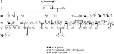 Clinical and <mark class="highlighted">genetic study</mark> of a Chinese family affected by both amyotrophic lateral sclerosis and autosomal dominant polycystic kidney disease